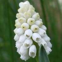 Potted 1 litre Muscari Botryroides Album Grape Hyacinths (1)