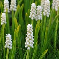 Potted 1 litre Muscari Botryroides Album Grape Hyacinths (1)