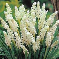 Potted 1 litre Muscari Botryroides Album Grape Hyacinths (1)