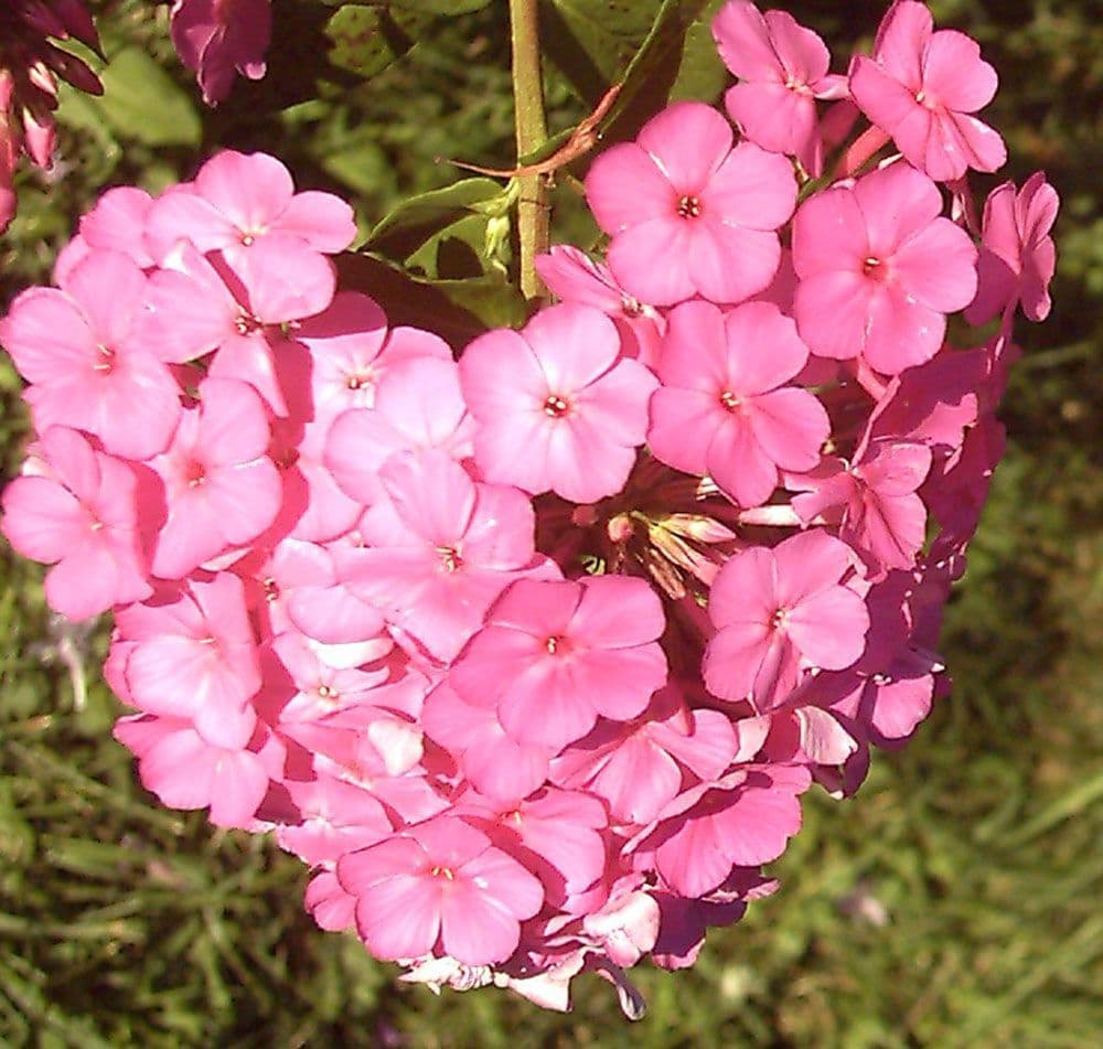 Potted 1 Litre Phlox Pink Flame Hardy Garden Summer Flowering Perennial Plant