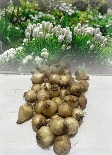 Potted 9cm Muscari Botryroides Album Grape Hyacinths