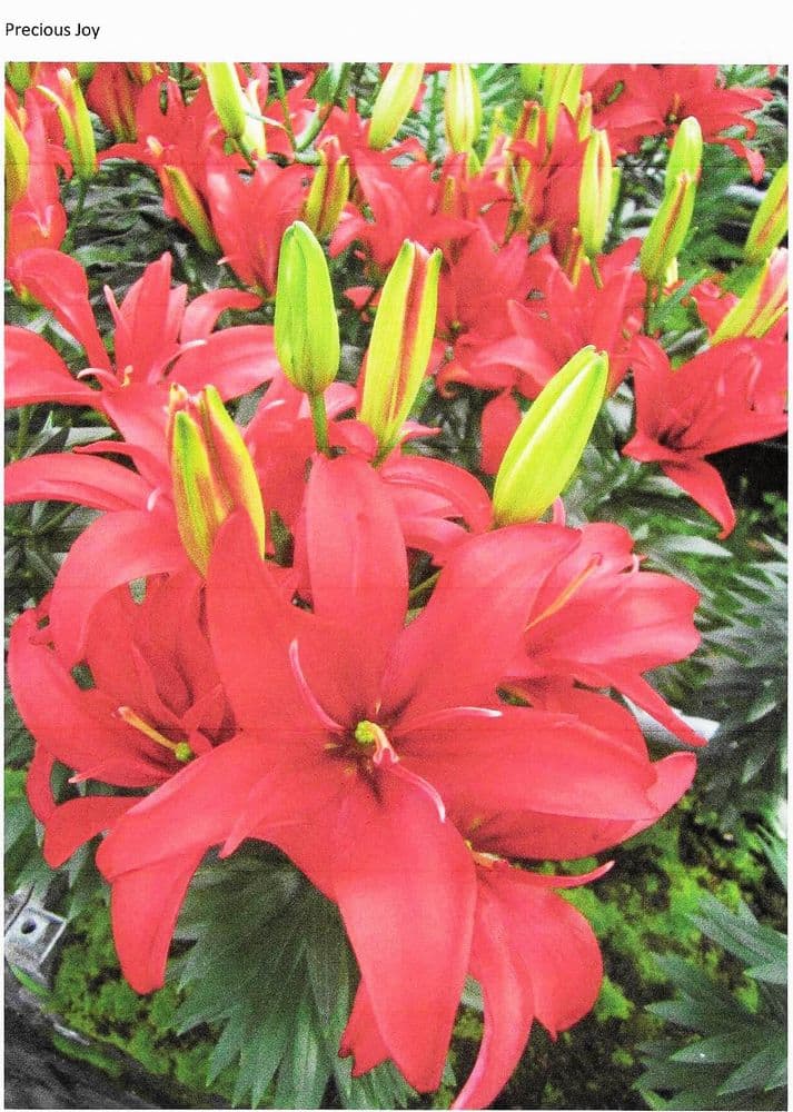 PRECIOUS JOY POLLEN FREE ASIATIC LILY