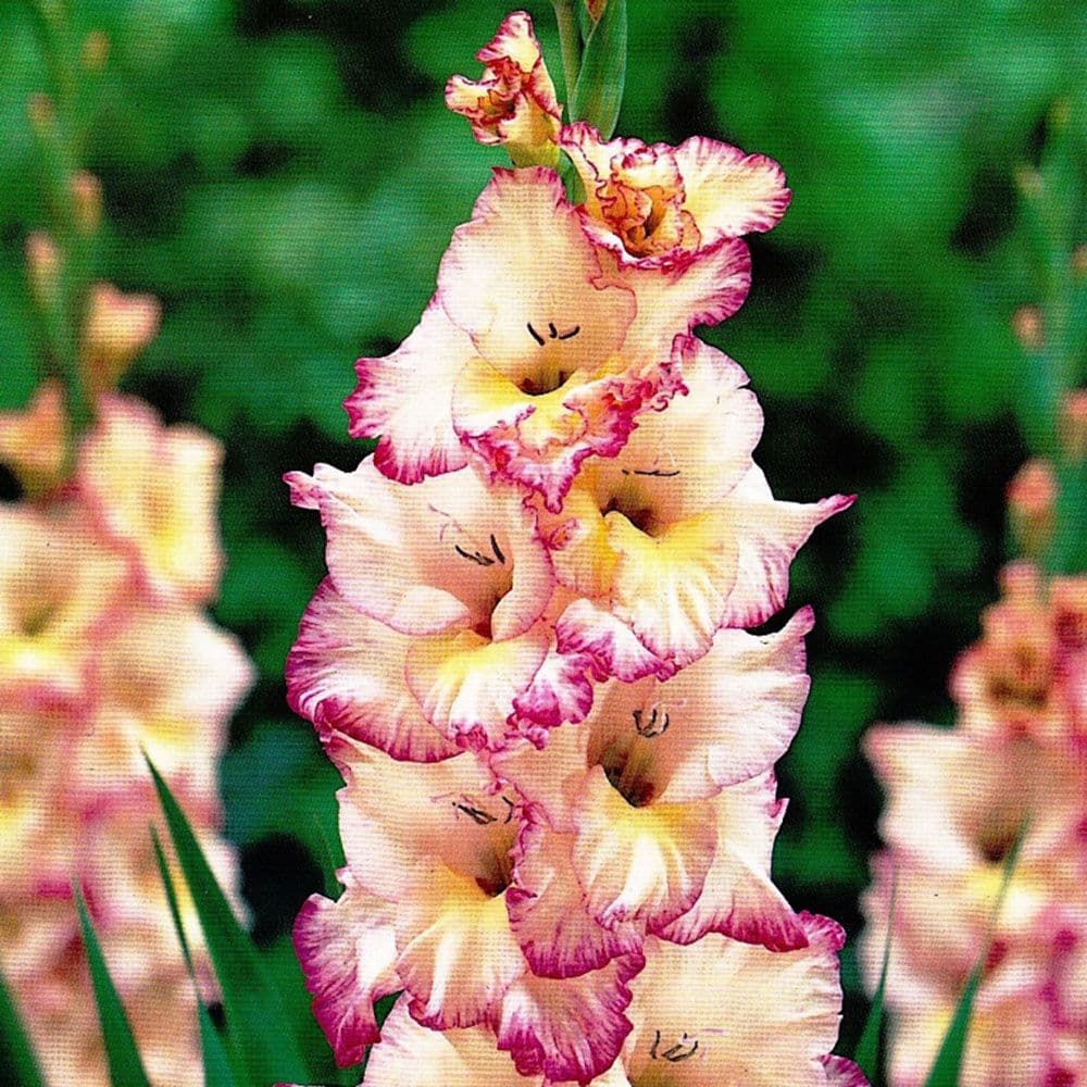 PRISCILLA GLADIOLI LARGE FLOWERED