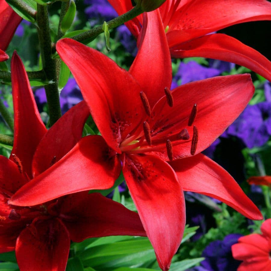 PRUNOTTO ASIATIC LILY