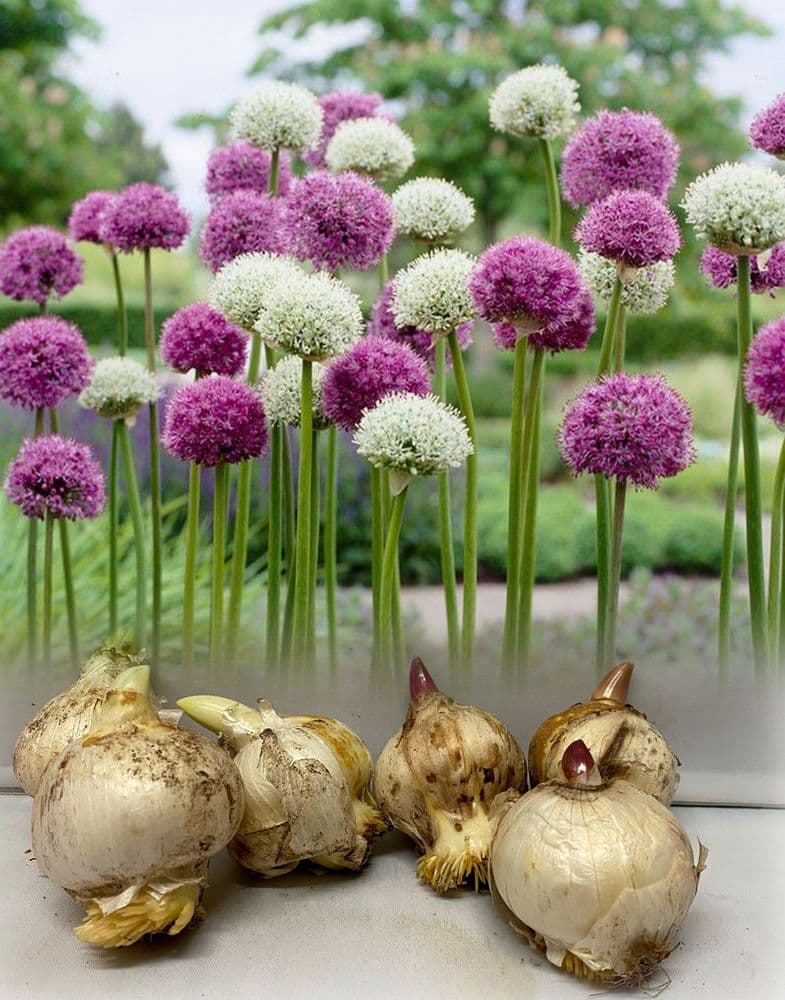 PURPLE & WHITE MIXED ALLIUMS