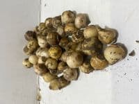 PUSCHKINIA LIBANOTICA RUSSIAN SNOWDROP