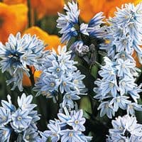 PUSCHKINIA LIBANOTICA RUSSIAN SNOWDROP