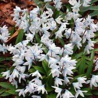 PUSCHKINIA LIBANOTICA RUSSIAN SNOWDROP