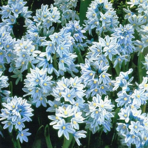 PUSCHKINIA LIBANOTICA RUSSIAN SNOWDROP