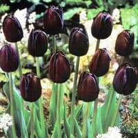 QUEEN OF THE NIGHT SINGLE LATE TULIP