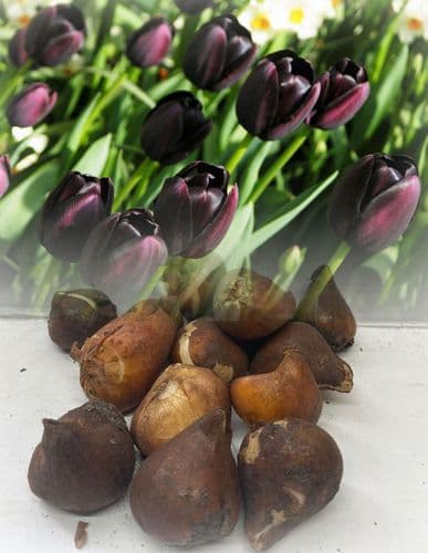 QUEEN OF THE NIGHT SINGLE LATE TULIP