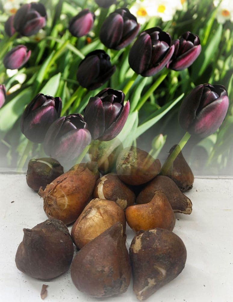 QUEEN OF THE NIGHT SINGLE LATE TULIP