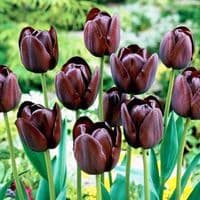 QUEEN OF THE NIGHT SINGLE LATE TULIP