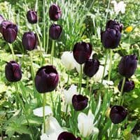 QUEEN OF THE NIGHT SINGLE LATE TULIP