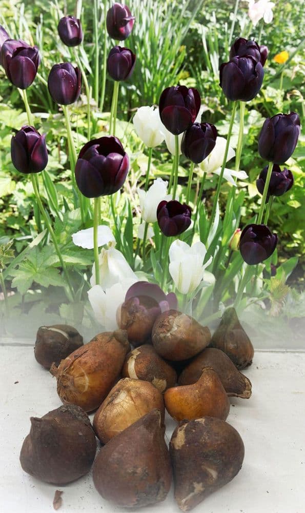 Queen Of The Night/White Dream 50 (25 Black & 25 White Bulbs)