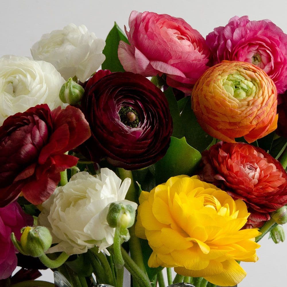 RANUNCULUS PAEONY MIXED (PERSIAN BUTTERCUP)