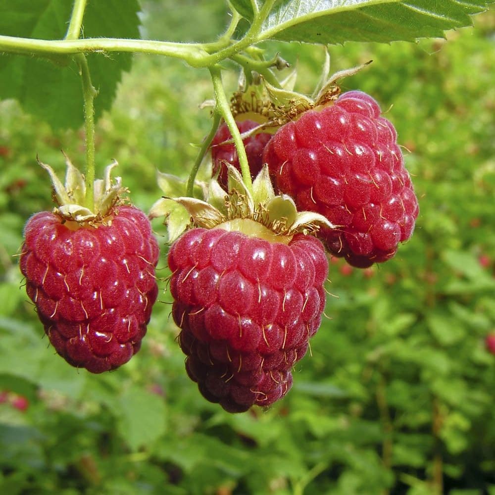 Raspberry 'Glen Lyon' potted plant