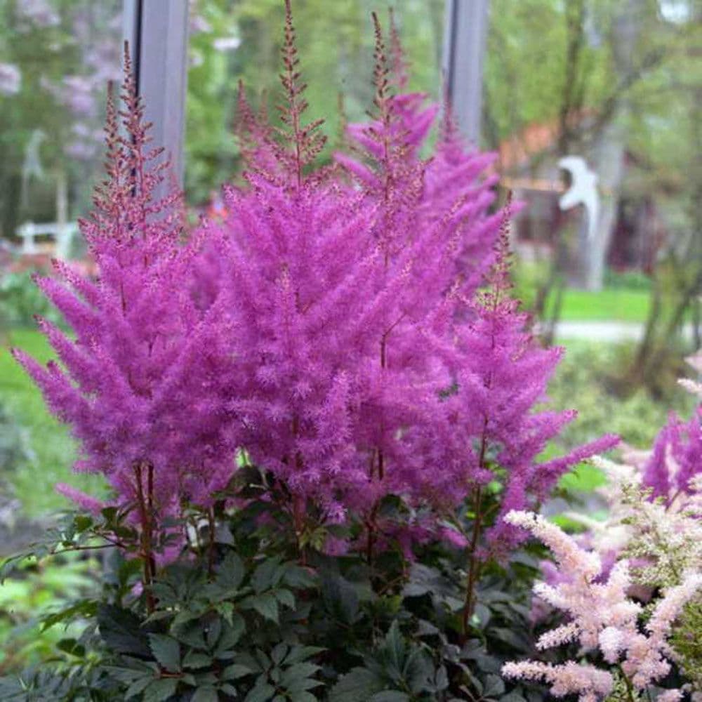 ready-potted-1-litre-pot-astilbe-younique