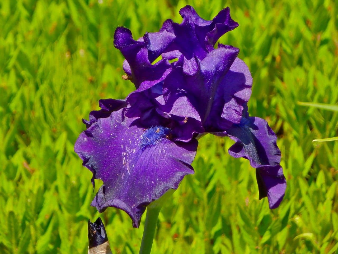 Ready Potted 1 Litre Pot BEARDED IRIS IRIS MATINATA dark blue