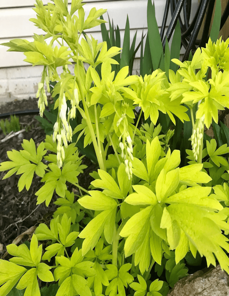 Ready Potted 1 Litre Pot DICENTRA SPECTABILIS WHITE GOLD BLEEDING HEART