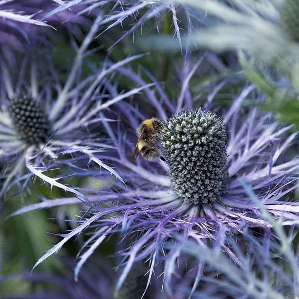Ready Potted 1 Litre Pot ERYNGIUM BLUE STAR SEA HOLLY