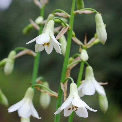 Ready Potted 1 Litre Pot GALTONIA CANDICANS SUMMER HYACINTH