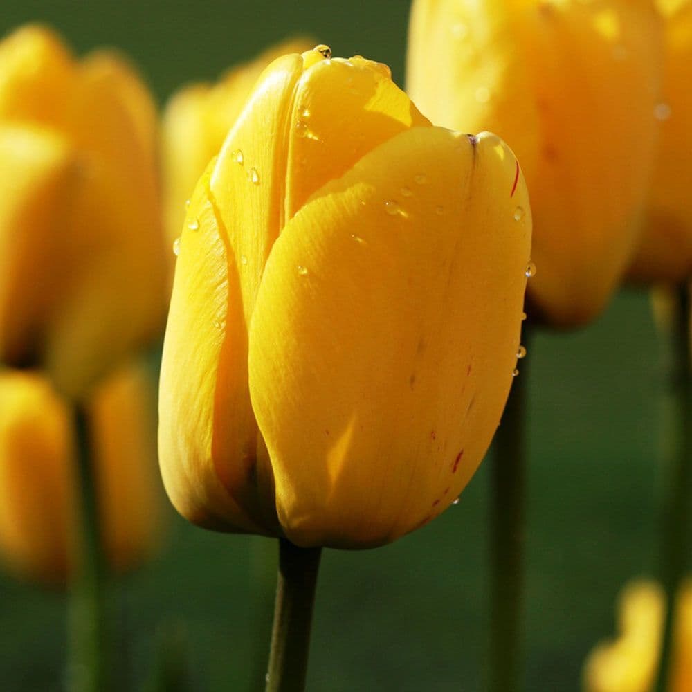 Ready Potted 1 Litre Pot GOLDEN APELDOORN DARWIN HYBRID TULIPS