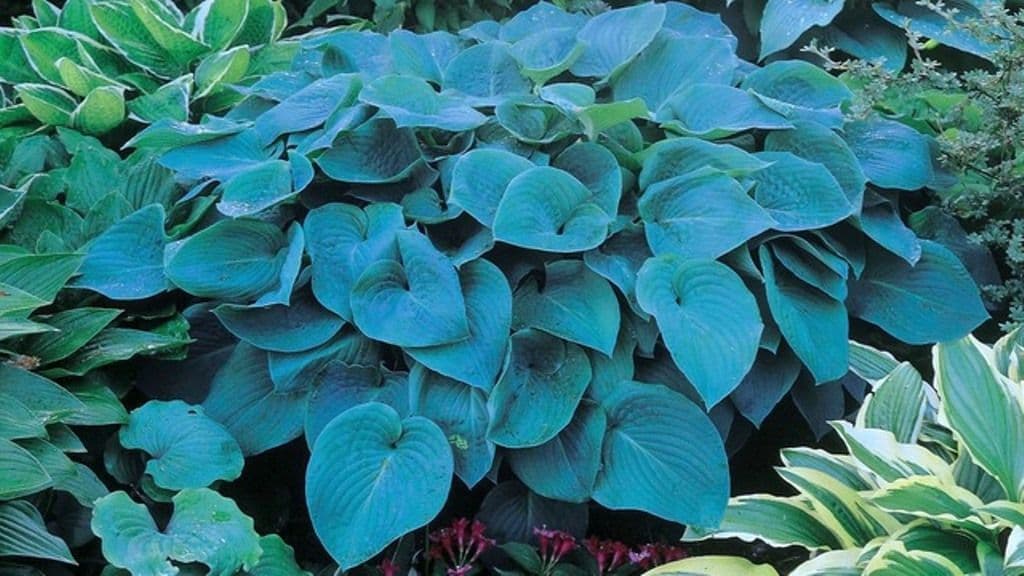 Ready Potted 1 Litre Pot Hosta Blue Angel Plantain Lily