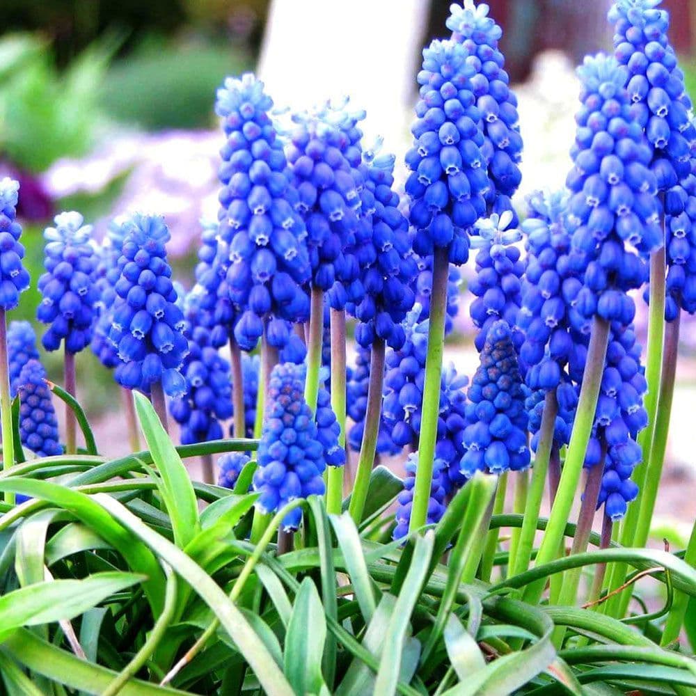 Ready Potted 1 litre Pot Muscari Armeniacum Grape Hyacinths