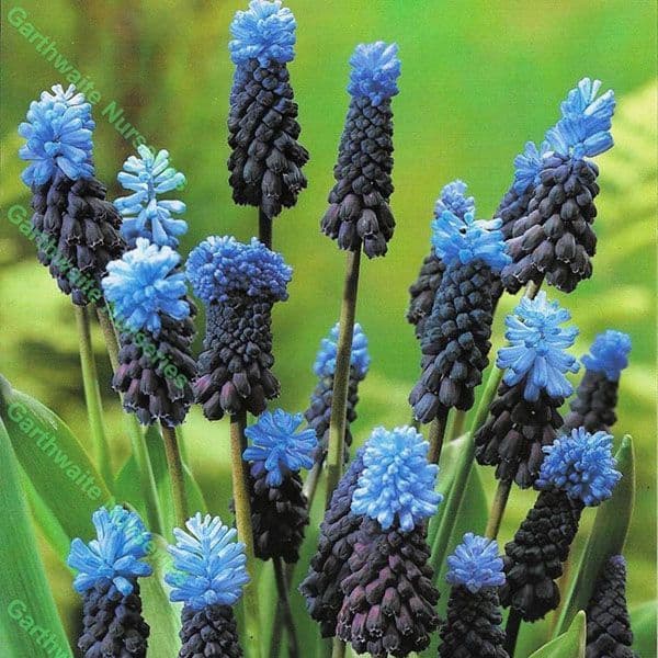 Ready Potted 1 litre Pot Muscari Latifolium Grape Hyacinths - Blue