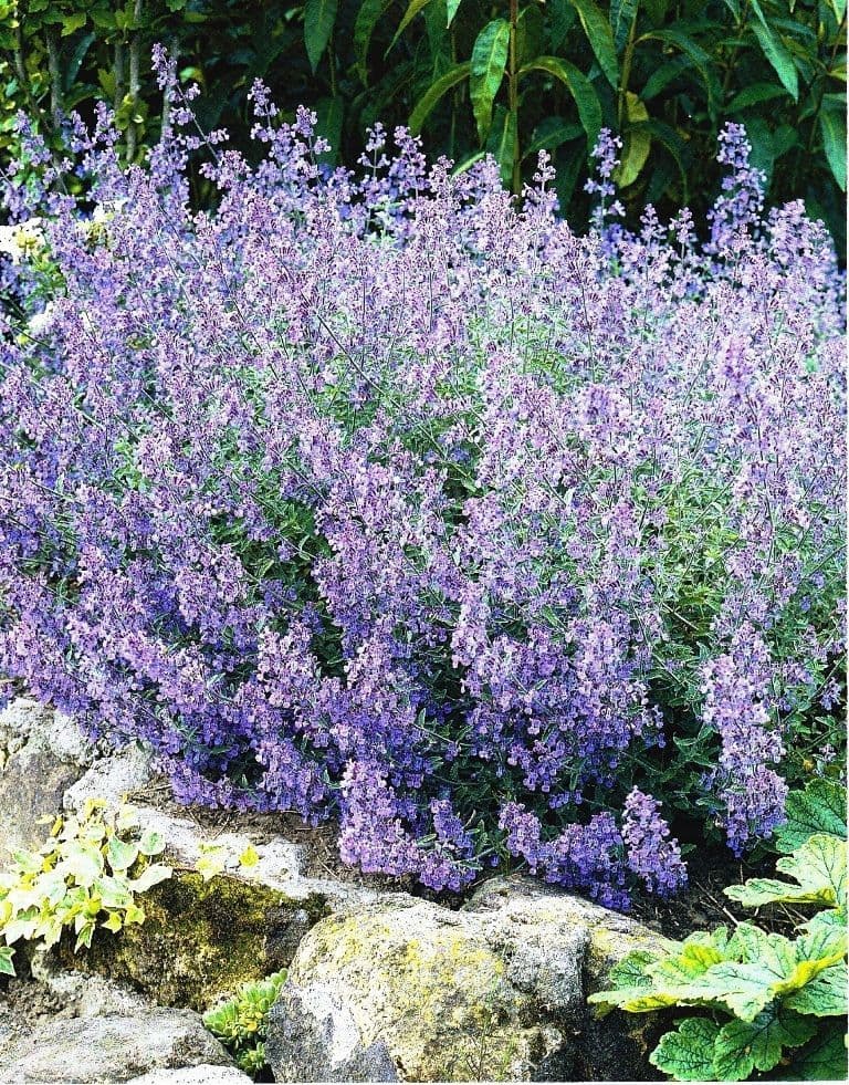 Ready Potted 1 Litre Pot NEPETA FAASSINII WALKERS LOW CATMINT