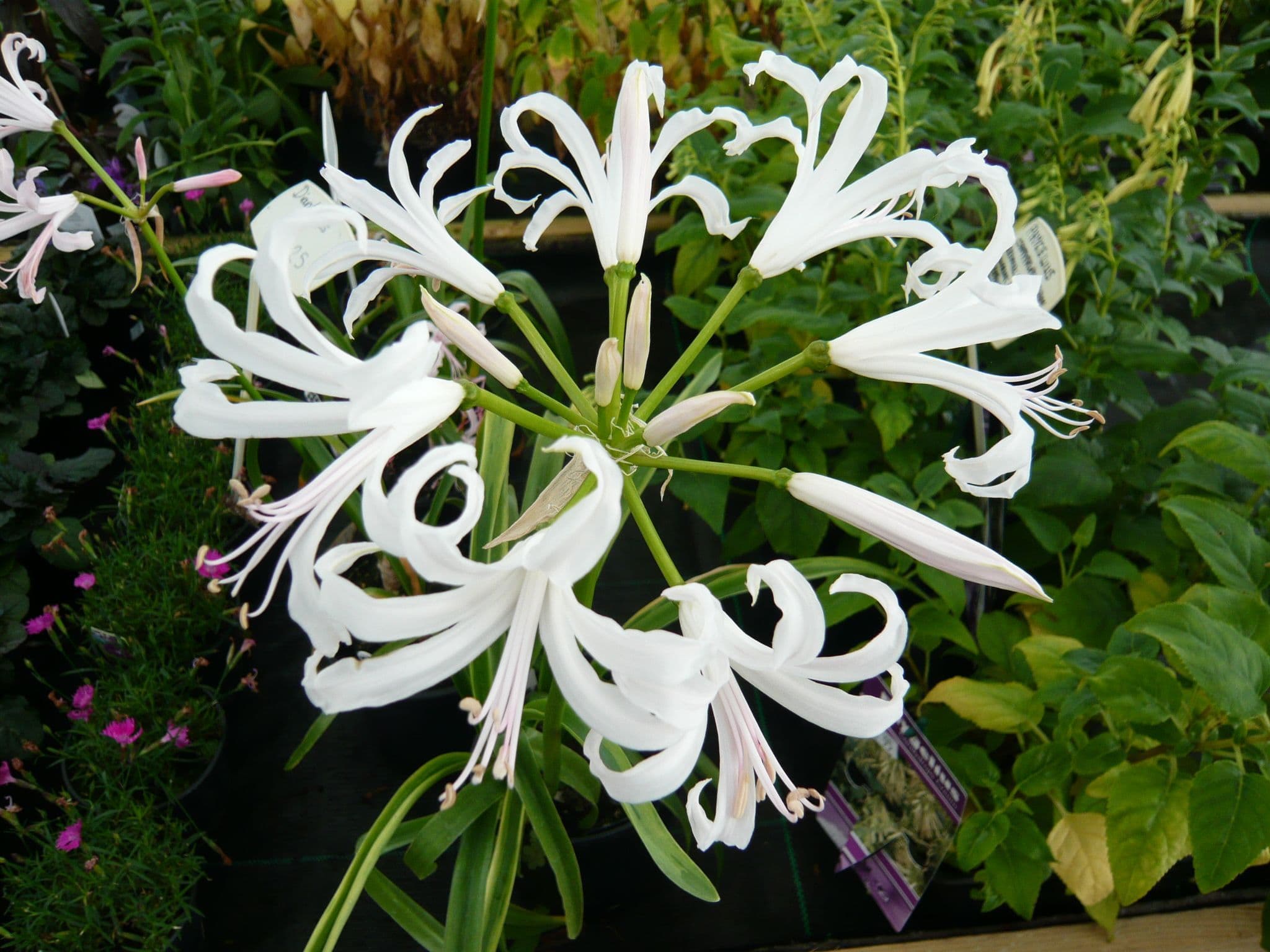 Ready Potted 1 Litre Pot NERINE BOWDENII ALBA