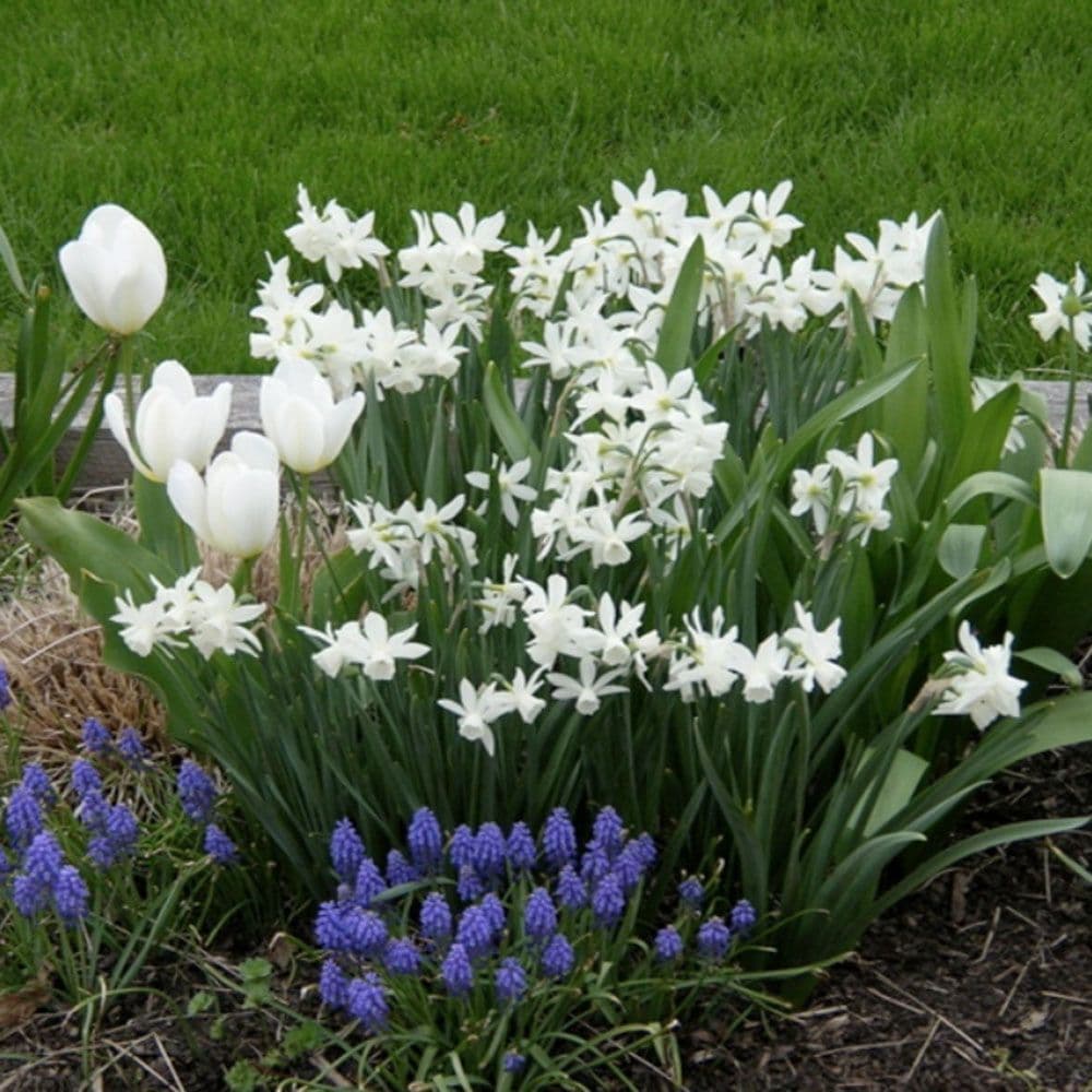 Ready Potted 1 litre Pot THALIA NARCISSUS Miniature Daffodil/Narcissi