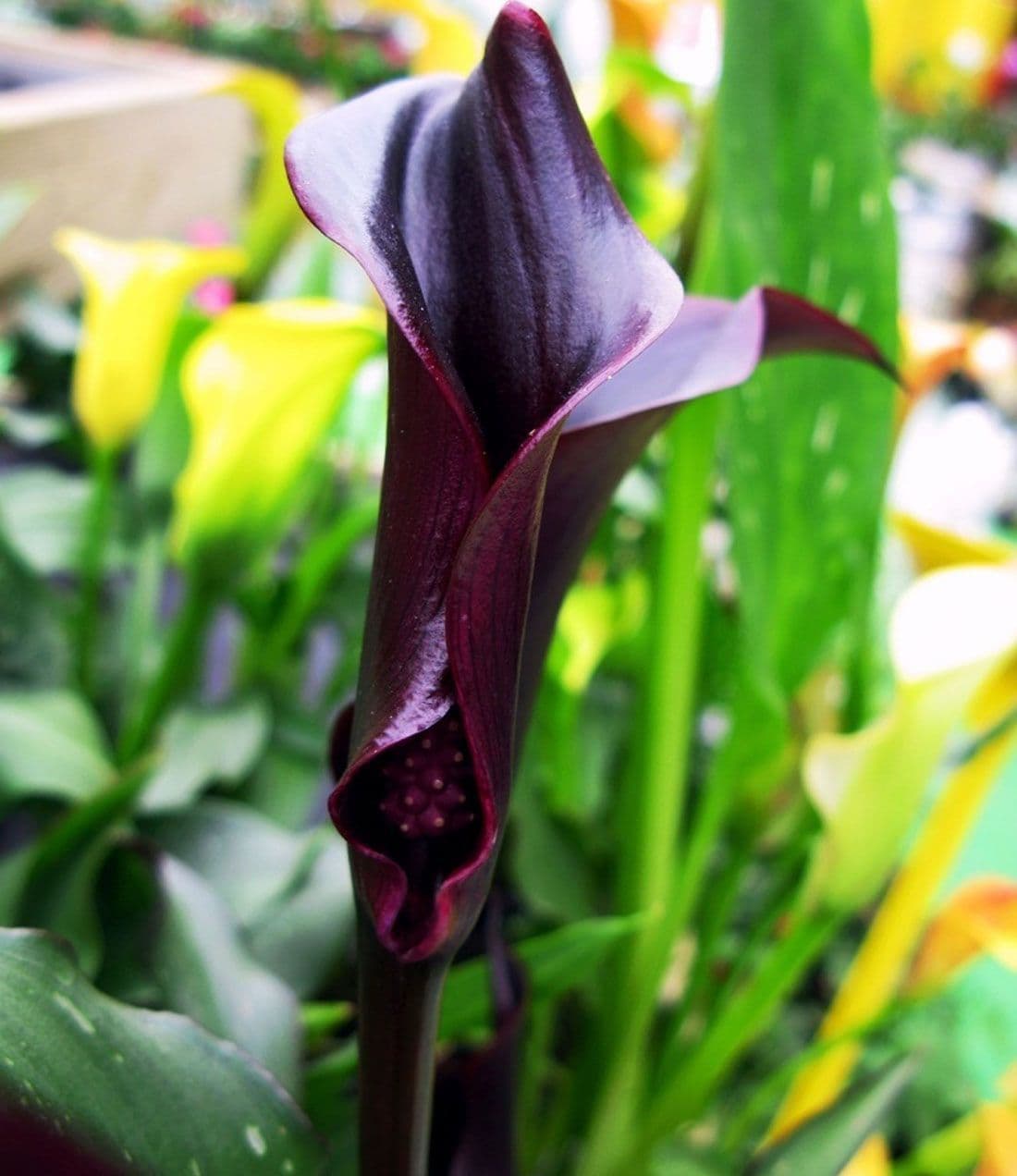 Ready Potted 1 Litre Pot Zantedeschia Black Star Calla Arum Lily Bulbs