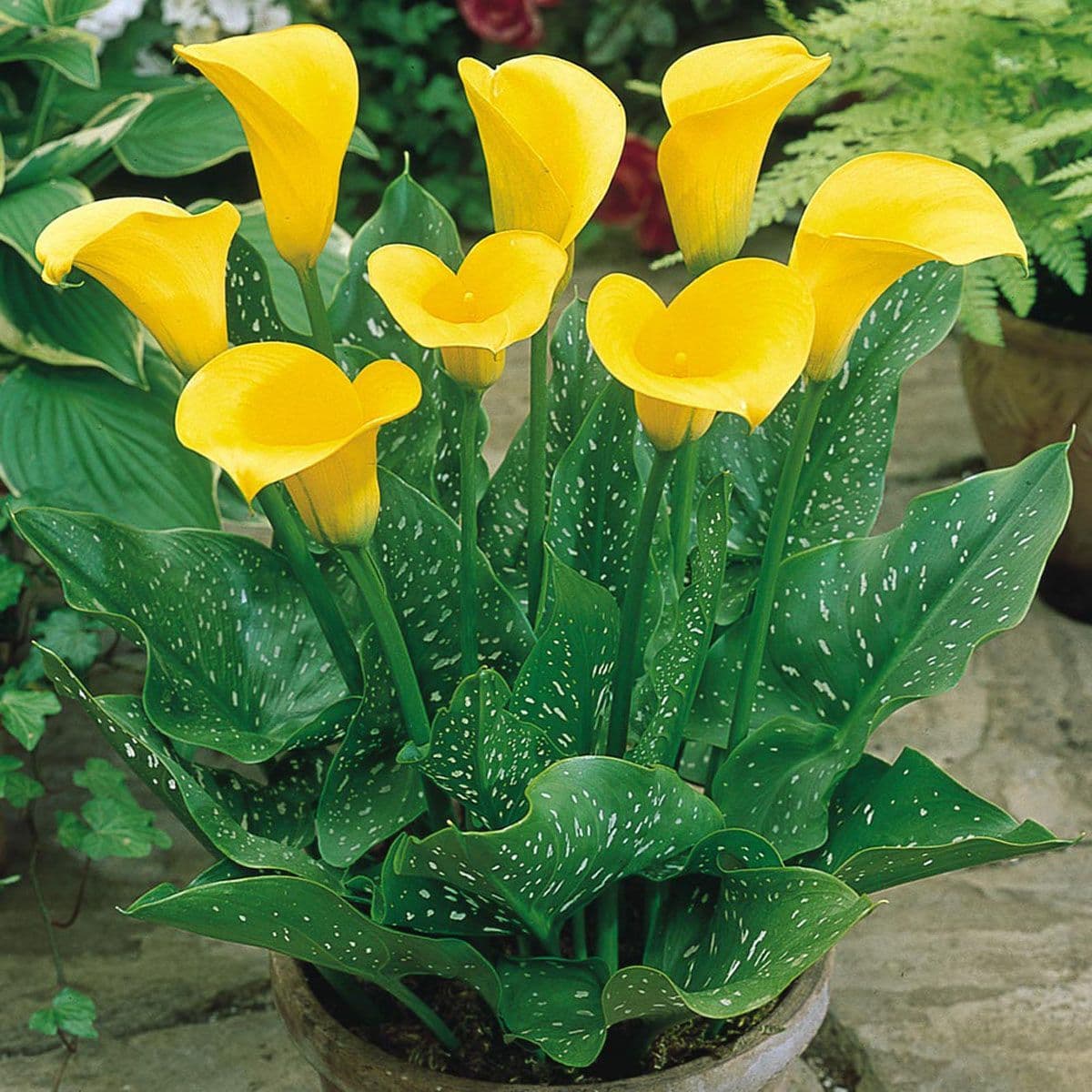 Ready Potted 1 Litre Pot Zantedeschia Florex Gold Calla Arum Lily