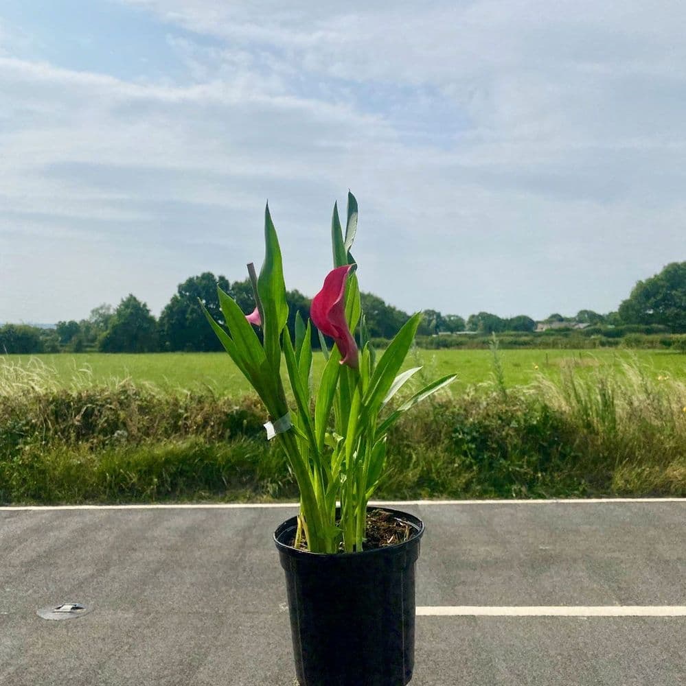 Ready Potted 1 Litre Pot Zantedeschia Pink Giant Calla Arum Lily