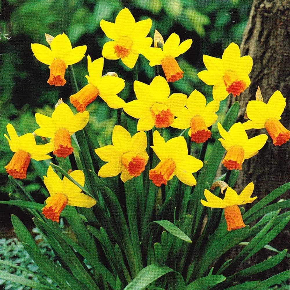 Ready Potted 9cm Pot JETFIRE NARCISSUS Miniature Daffodil/Narcissi
