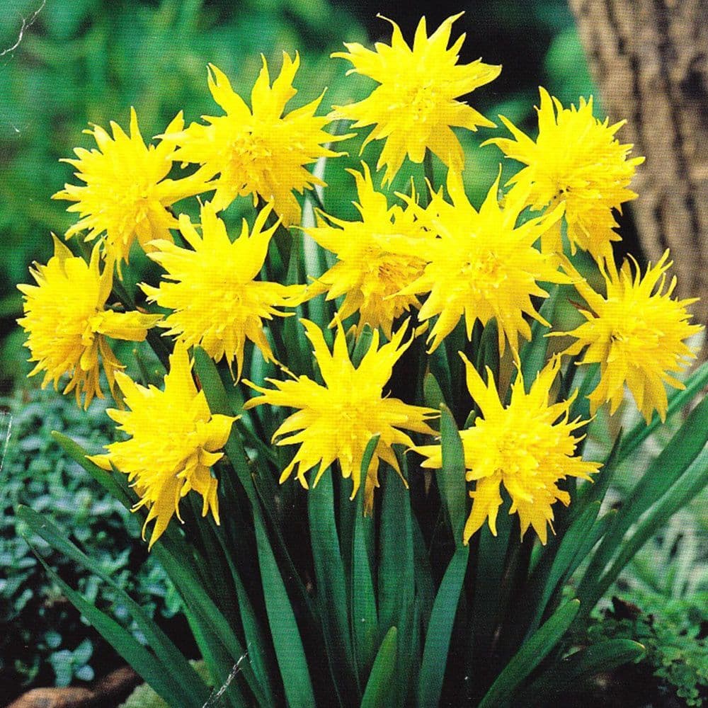 Ready Potted 9cm Pot RIP VAN WINKLE Miniature Daffodil/Narcissi