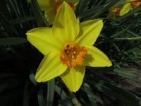 RED DEVON LARGE CUPPED DAFFODIL