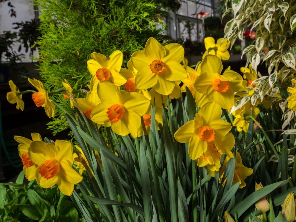 RED DEVON LARGE CUPPED DAFFODIL