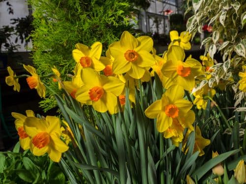 RED DEVON LARGE CUPPED DAFFODIL