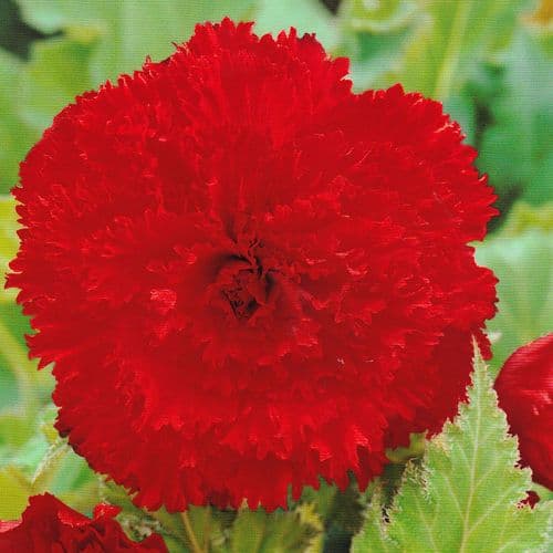 RED FIMBRIATA BEGONIA
