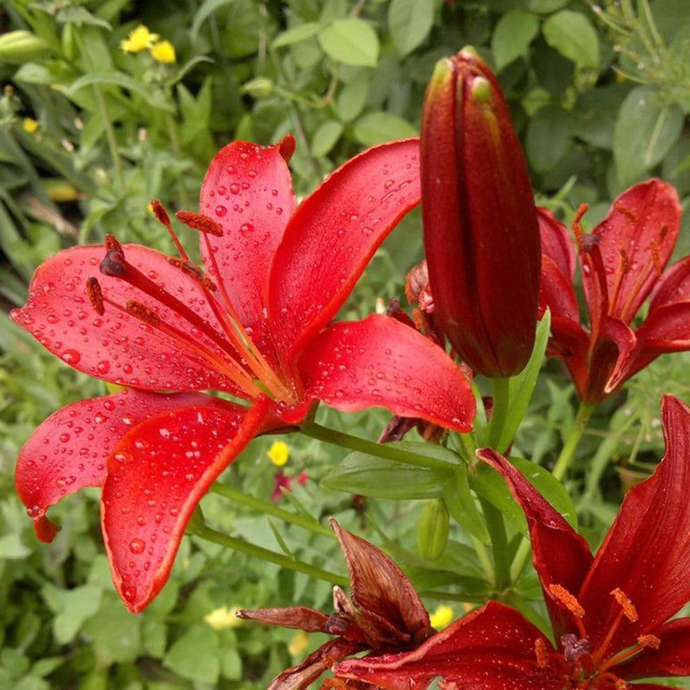 RED JEWEL Oriental Lily