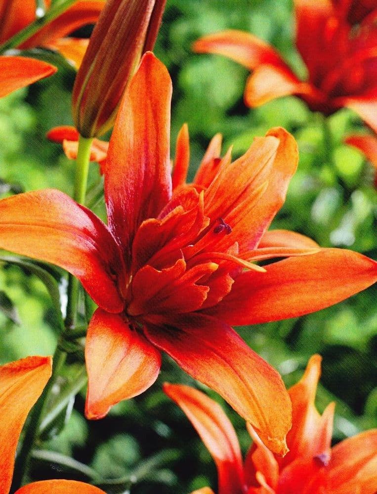 RED TWIN DOUBLE POLLEN FREE ASIATIC LILY