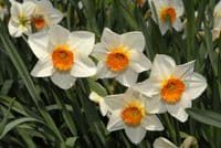 REDHILL SMALL-CUPPED DAFFODIL