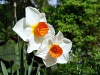 REDHILL SMALL-CUPPED DAFFODIL