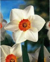 REDHILL SMALL-CUPPED DAFFODIL