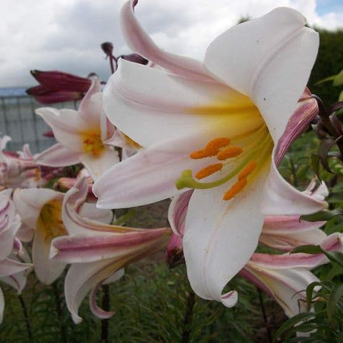 REGALE TRUMPET LILY