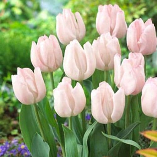 Rejoyce Triumph Tulips