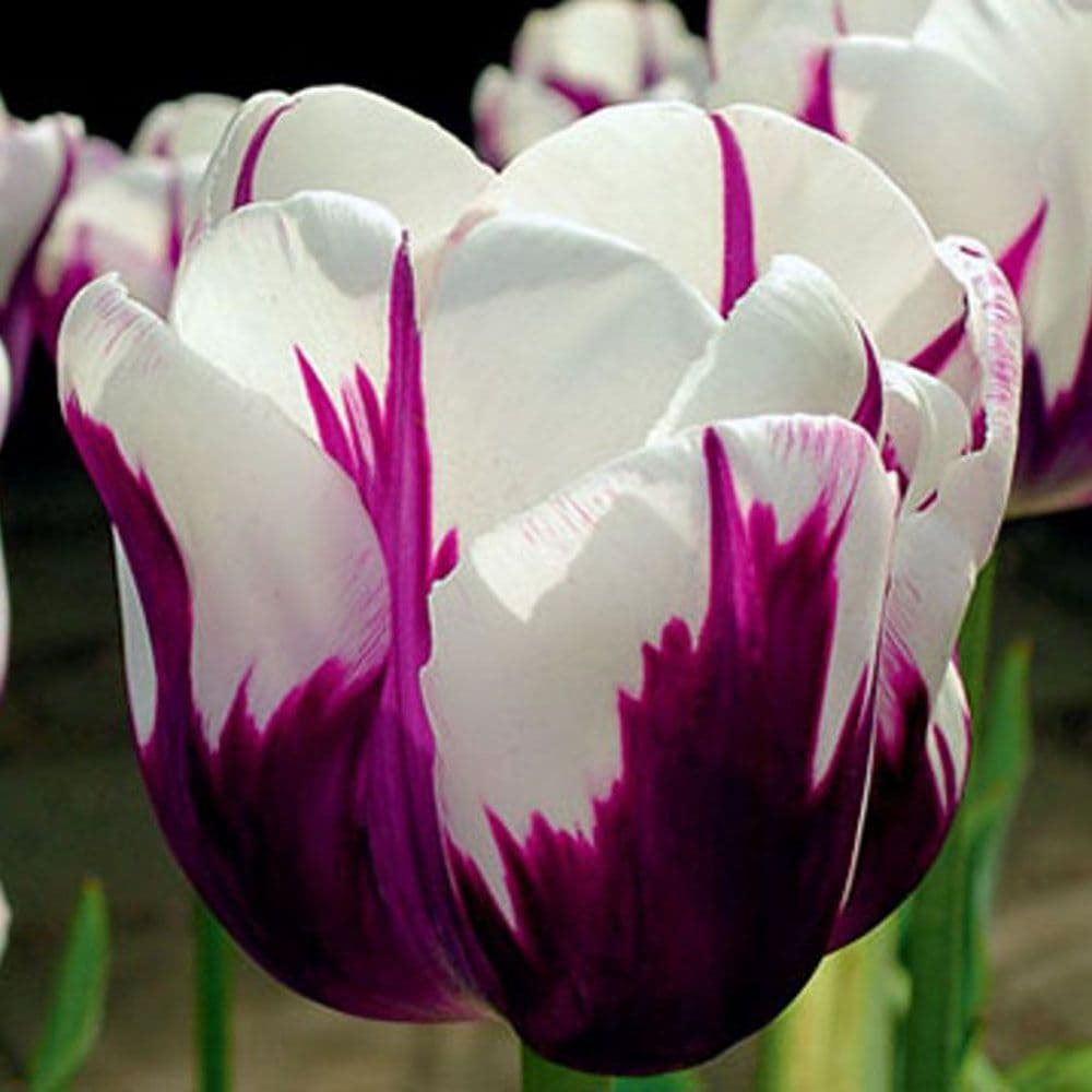 Tulip Rems Rems Favourite Triumph Tulips
